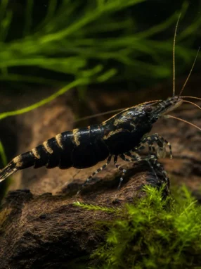 Krewetka Black Tiger - Caridina mariae 'Black Tiger'