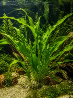 Aponogeton rigidifolius