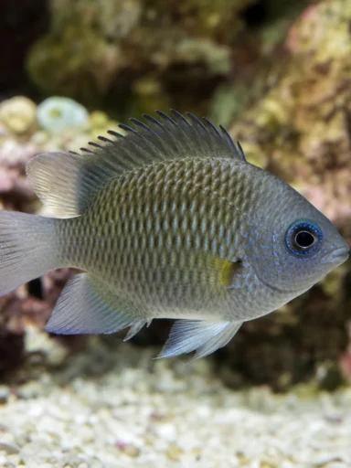 Garbik Crossa - Neoglyphidodon crossi