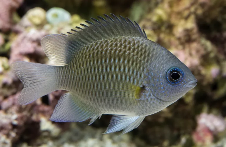 Garbik Crossa - Neoglyphidodon crossi
