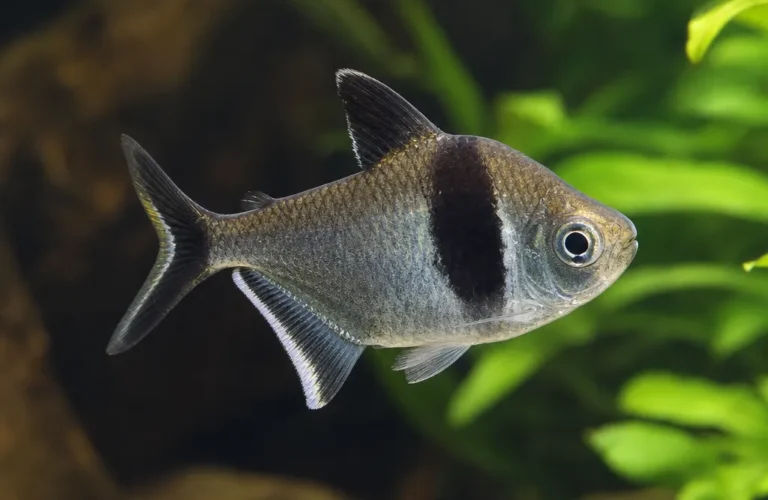 Tetra pingwin - Thayeria obliqua