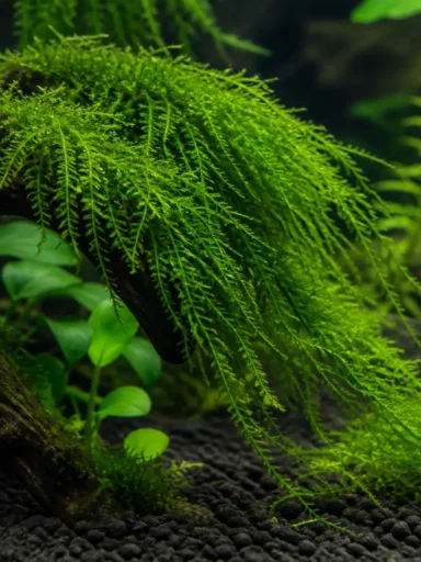 Mech Weeping - Vesicularia ferriei