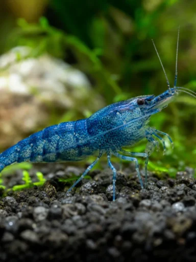 Krewetka Blue Diamond - Neocaridina davidi 'Blue Diamond'