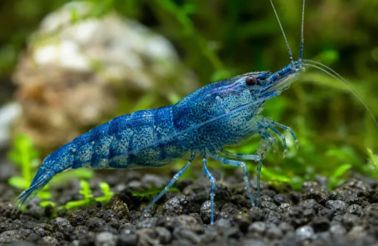 Krewetka Blue Diamond - Neocaridina davidi 'Blue Diamond'