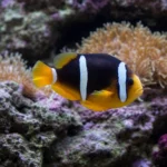 Krewetka Blue Diamond – Neocaridina davidi 'Blue Diamond’
