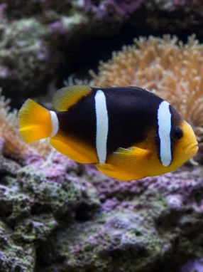 Błazenek McCullocha - Amphiprion mccullochi