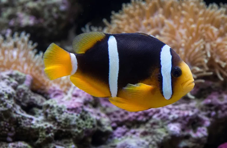 Błazenek McCullocha - Amphiprion mccullochi
