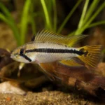 Akwarium 45 l