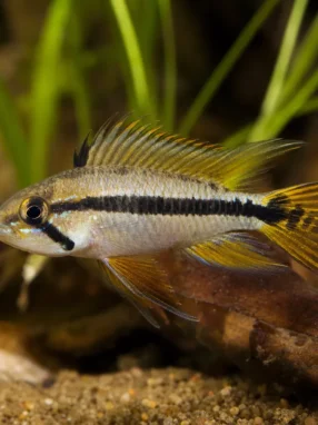 Pielęgniczka Agassiza - Apistogramma agassizii