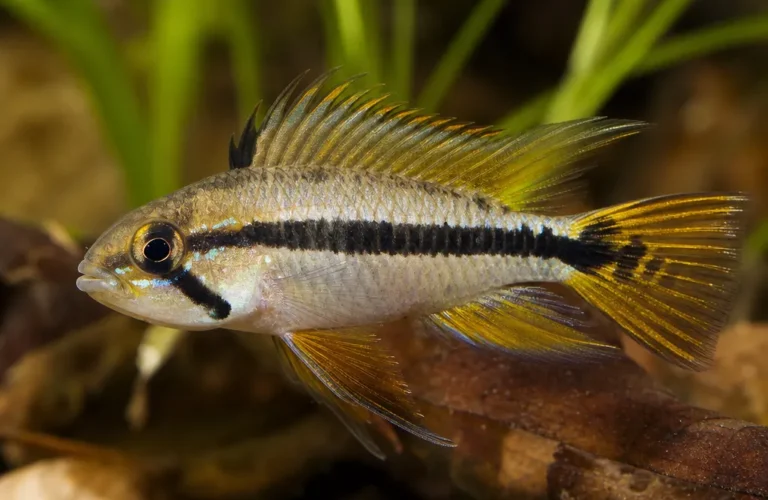 Pielęgniczka Agassiza - Apistogramma agassizii