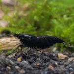 Pielęgniczka Borella – Apistogramma borellii
