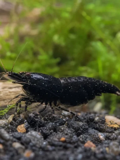 Krewetka Black Diamond - Neocaridina davidi 'Black Diamond'