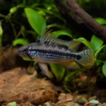 Eheim Pickup 45 – filtr wewnętrzny