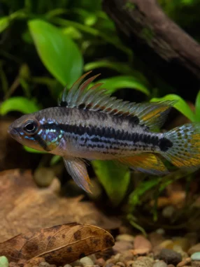 Pielęgniczka Borella - Apistogramma borellii