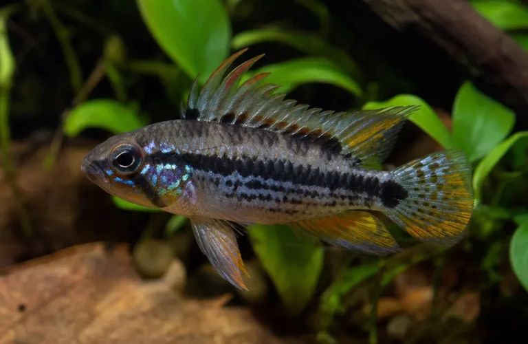 Pielęgniczka Borella - Apistogramma borellii