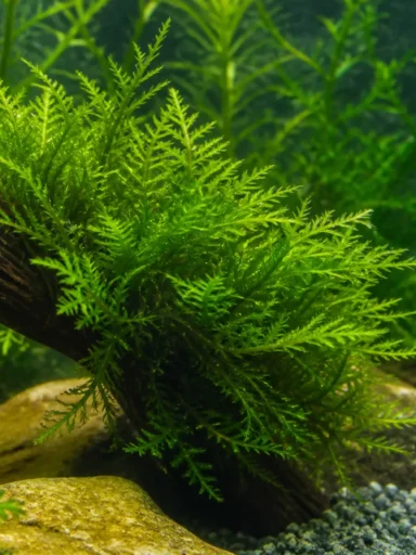 Mech Taiwan - Taxiphyllum alternans