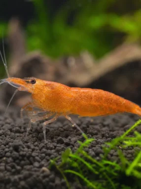 Krewetka Orange Sunkist - Neocaridina davidi 'Orange Sunkist'
