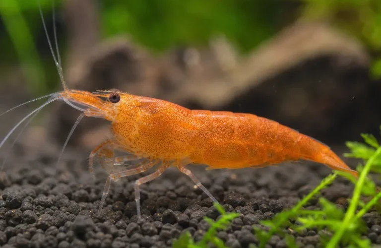 Krewetka Orange Sunkist - Neocaridina davidi 'Orange Sunkist'