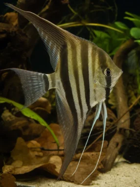Skalar wysoki - Pterophyllum altum