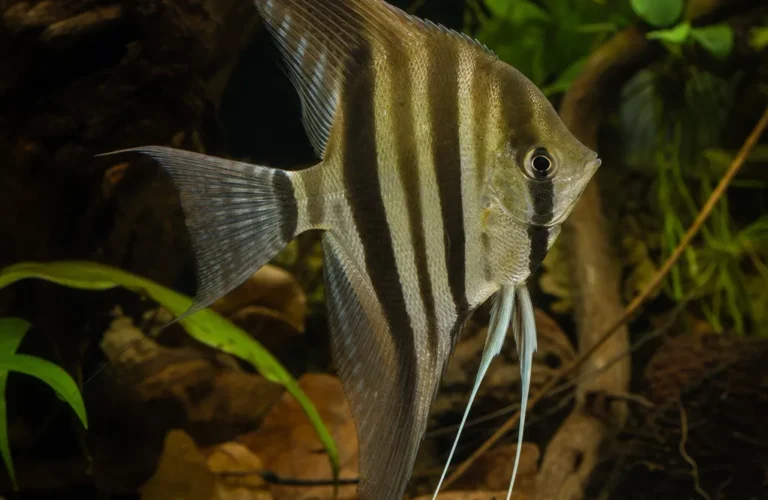 Skalar wysoki - Pterophyllum altum