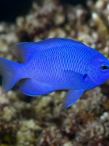 Garbik lazurowy - Chrysiptera hemicyanea