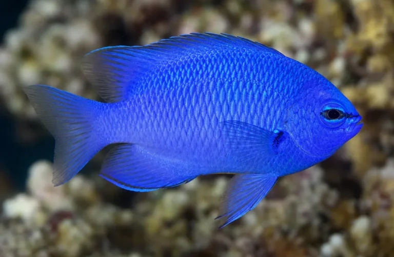 Garbik lazurowy - Chrysiptera hemicyanea