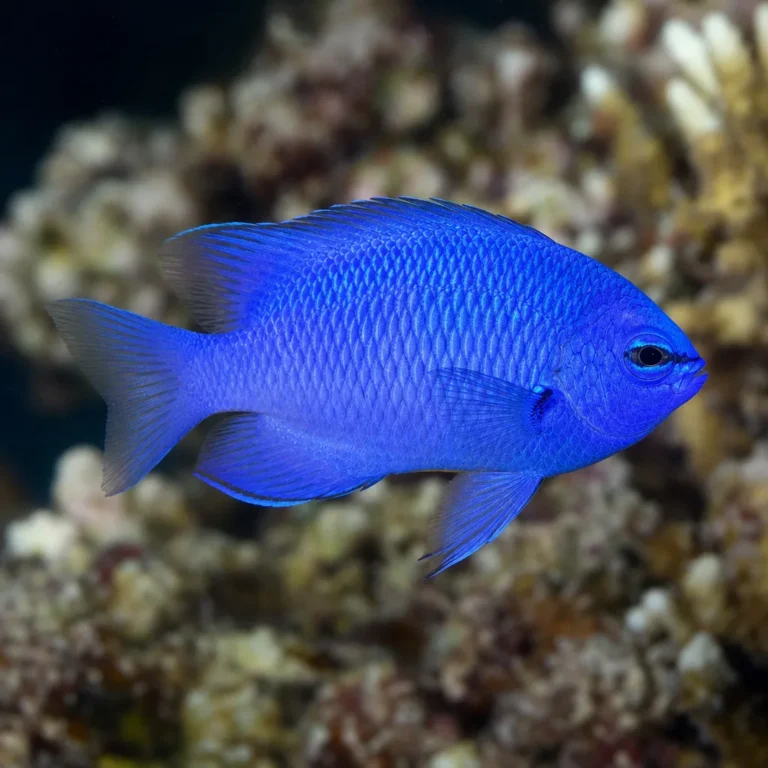 Garbik lazurowy - Chrysiptera hemicyanea
