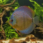 Krewetka Green Rili – Neocaridina davidi 'Green Rili’