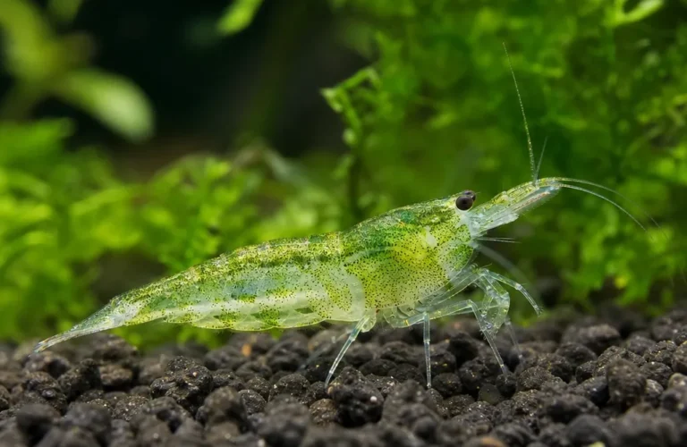 Krewetka Green Rili - Neocaridina davidi 'Green Rili'