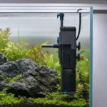 Mech Peacock – Taxiphyllum sp. 'Peacock’