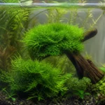Błazenek Barbera – Amphiprion barberi