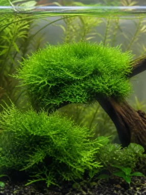 Riccia fluitans