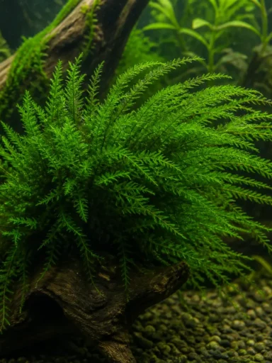 Mech Peacock - Taxiphyllum sp. 'Peacock'