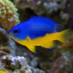 Mech Peacock – Taxiphyllum sp. 'Peacock’