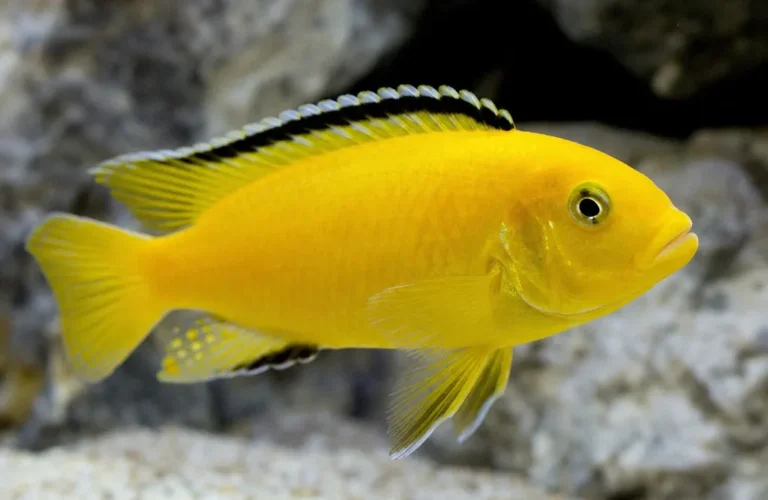 Pyszczak yellow - Labidochromis caeruleus