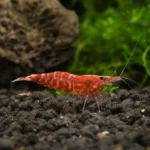 Pyszczak Demasona – Chindongo demasoni