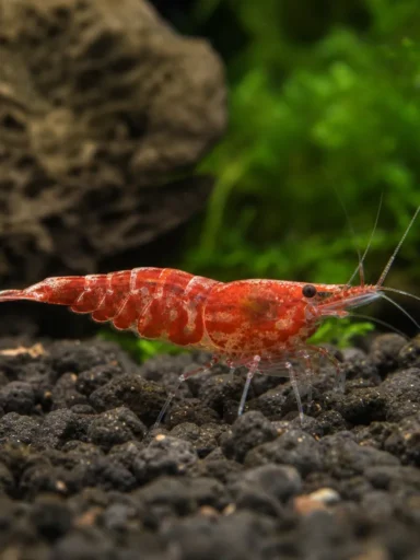 Krewetka Red Calceo - Caridina logemanni 'Red Calceo'