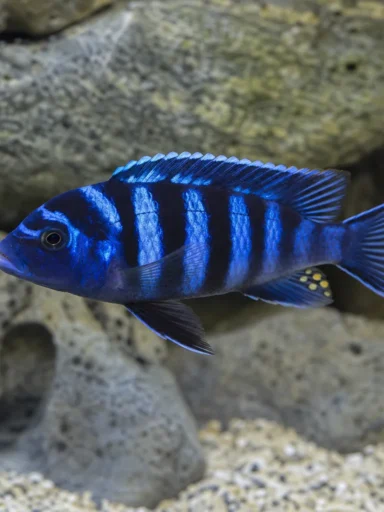 Pyszczak Demasona - Chindongo demasoni