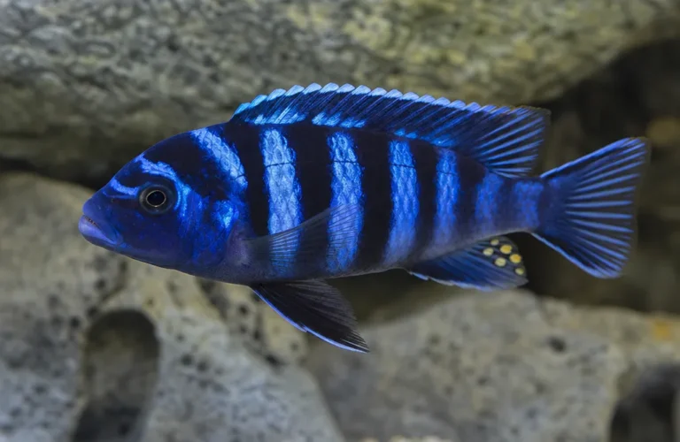 Pyszczak Demasona - Chindongo demasoni