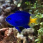 Salwinia pływająca – Salvinia natans