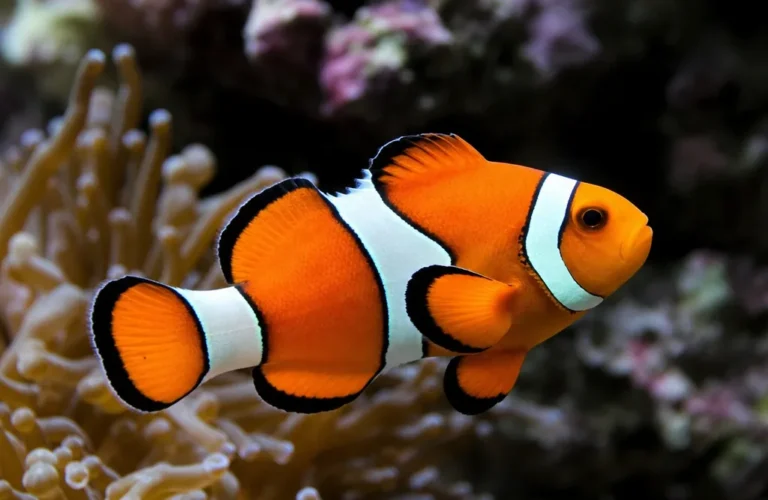 Błazenek Barbera - Amphiprion barberi