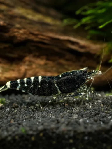 Krewetka Black Calceo - Caridina logemanni 'Black Calceo'