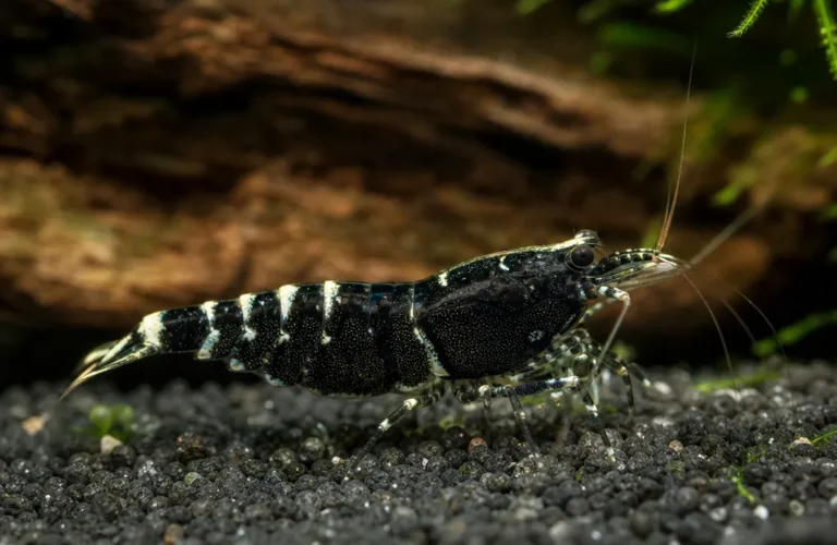 Krewetka Black Calceo - Caridina logemanni 'Black Calceo'