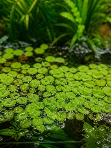 Salvinia minima