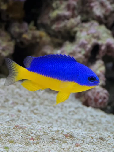Garbik Starcka - Chrysiptera starcki