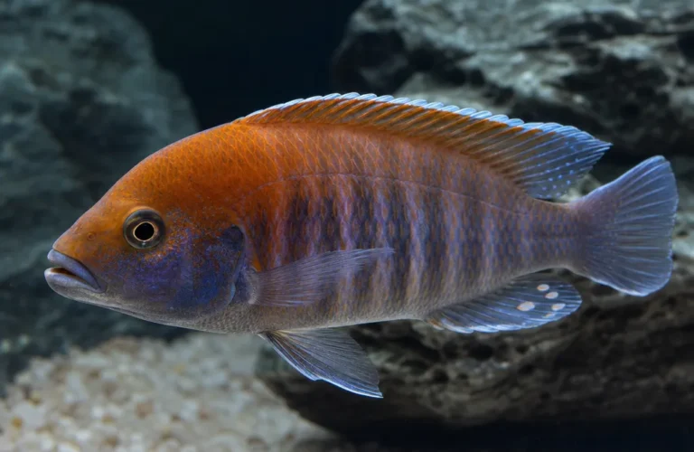 Pyszczak rdzawy - Iodotropheus sprengerae