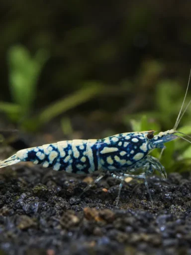 Krewetka Galaxy Fishbone - Caridina logemanni 'Galaxy Fishbone'