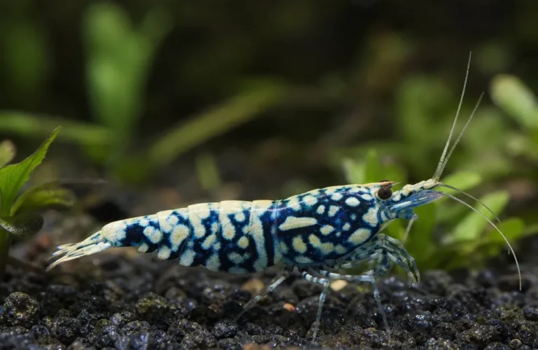 Krewetka Galaxy Fishbone - Caridina logemanni 'Galaxy Fishbone'