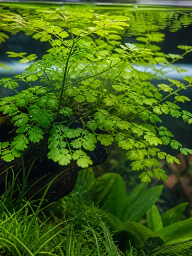 Phyllanthus fluitans