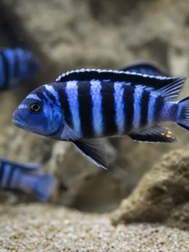 Pyszczak zebra - Maylandia zebra